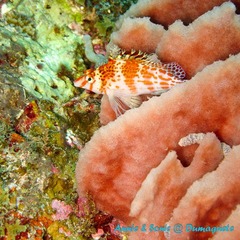 潜水 菲律宾 杜马盖地 安妮 海洋 大海 apo dauin island 船 鱼