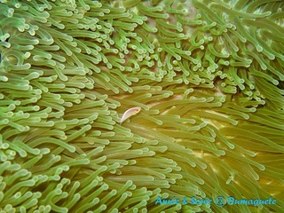 潜水 菲律宾 杜马盖地 安妮 海洋 大海 apo dauin island 船 鱼