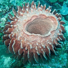 潜水 菲律宾 杜马盖地 安妮 海洋 大海 apo dauin island 船 鱼