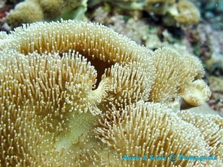 潜水 菲律宾 杜马盖地 安妮 海洋 大海 apo dauin island 船 鱼