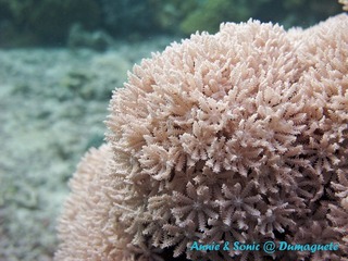 潜水 菲律宾 杜马盖地 安妮 海洋 大海 apo dauin island 船 鱼