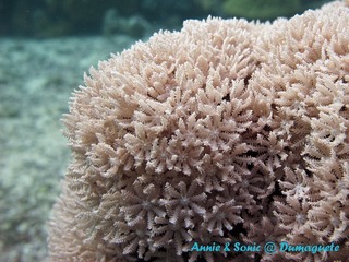 潜水 菲律宾 杜马盖地 安妮 海洋 大海 apo dauin island 船 鱼