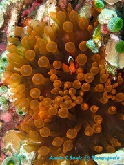 潜水 菲律宾 杜马盖地 安妮 海洋 大海 apo dauin island 船 鱼