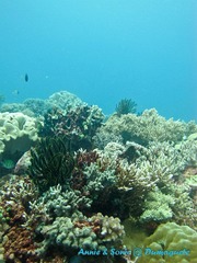 潜水 菲律宾 杜马盖地 安妮 海洋 大海 apo dauin island 船 鱼