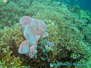 潜水 菲律宾 杜马盖地 安妮 海洋 大海 apo dauin island 船 鱼