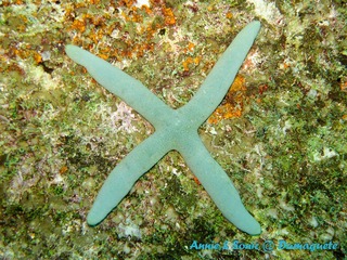 潜水 菲律宾 杜马盖地 安妮 海洋 大海 apo dauin island 船 鱼