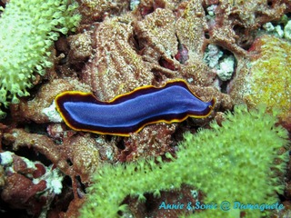 潜水 菲律宾 杜马盖地 安妮 海洋 大海 apo dauin island 船 鱼