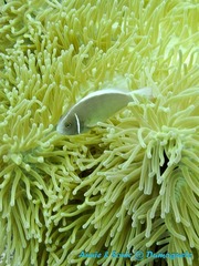 潜水 菲律宾 杜马盖地 安妮 海洋 大海 apo dauin island 船 鱼