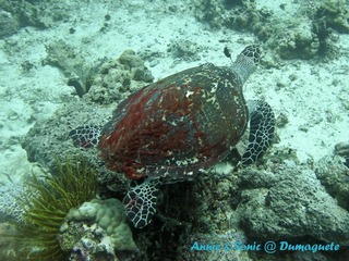 潜水 菲律宾 杜马盖地 安妮 海洋 大海 apo dauin island 船 鱼