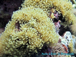 潜水 菲律宾 杜马盖地 安妮 海洋 大海 apo dauin island 船 鱼