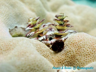 潜水 菲律宾 杜马盖地 安妮 海洋 大海 apo dauin island 船 鱼