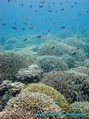 潜水 菲律宾 杜马盖地 安妮 海洋 大海 apo dauin island 船 鱼
