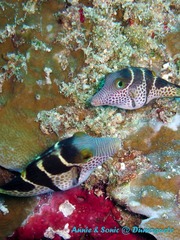 潜水 菲律宾 杜马盖地 安妮 海洋 大海 apo dauin island 船 鱼