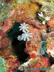 潜水 菲律宾 杜马盖地 安妮 海洋 大海 apo dauin island 船 鱼