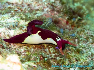 潜水 菲律宾 杜马盖地 安妮 海洋 大海 apo dauin island 船 鱼