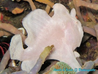 潜水 菲律宾 杜马盖地 安妮 海洋 大海 apo dauin island 船 鱼
