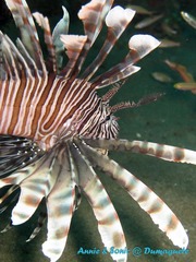 潜水 菲律宾 杜马盖地 安妮 海洋 大海 apo dauin island 船 鱼