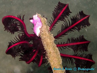 潜水 菲律宾 杜马盖地 安妮 海洋 大海 apo dauin island 船 鱼