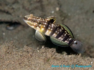 潜水 菲律宾 杜马盖地 安妮 海洋 大海 apo dauin island 船 鱼