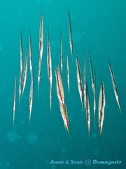 潜水 菲律宾 杜马盖地 安妮 海洋 大海 apo dauin island 船 鱼