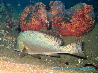 潜水 菲律宾 杜马盖地 安妮 海洋 大海 apo dauin island 船 鱼