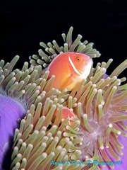 潜水 菲律宾 杜马盖地 安妮 海洋 大海 apo dauin island 船 鱼