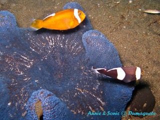 潜水 菲律宾 杜马盖地 安妮 海洋 大海 apo dauin island 船 鱼