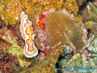 潜水 菲律宾 杜马盖地 安妮 海洋 大海 apo dauin island 船 鱼