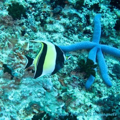 潜水 菲律宾 杜马盖地 安妮 海洋 大海 apo dauin island 船 鱼