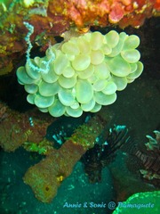 潜水 菲律宾 杜马盖地 安妮 海洋 大海 apo dauin island 船 鱼