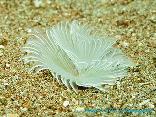 潜水 菲律宾 杜马盖地 安妮 海洋 大海 apo dauin island 船 鱼