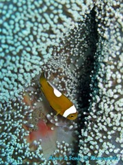 潜水 菲律宾 杜马盖地 安妮 海洋 大海 apo dauin island 船 鱼