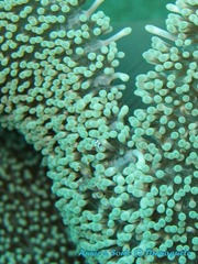 潜水 菲律宾 杜马盖地 安妮 海洋 大海 apo dauin island 船 鱼