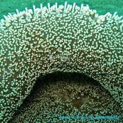 潜水 菲律宾 杜马盖地 安妮 海洋 大海 apo dauin island 船 鱼