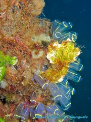 潜水 菲律宾 杜马盖地 安妮 海洋 大海 apo dauin island 船 鱼