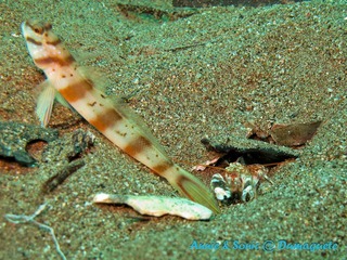 潜水 菲律宾 杜马盖地 安妮 海洋 大海 apo dauin island 船 鱼
