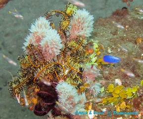 潜水 菲律宾 杜马盖地 安妮 海洋 大海 apo dauin island 船 鱼