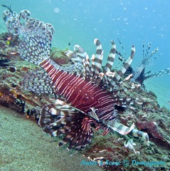 潜水 菲律宾 杜马盖地 安妮 海洋 大海 apo dauin island 船 鱼