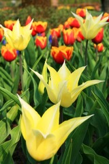 郁金香花园 Keukenhof, Niederlande