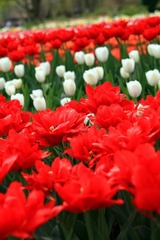 郁金香花园 Keukenhof, Niederlande