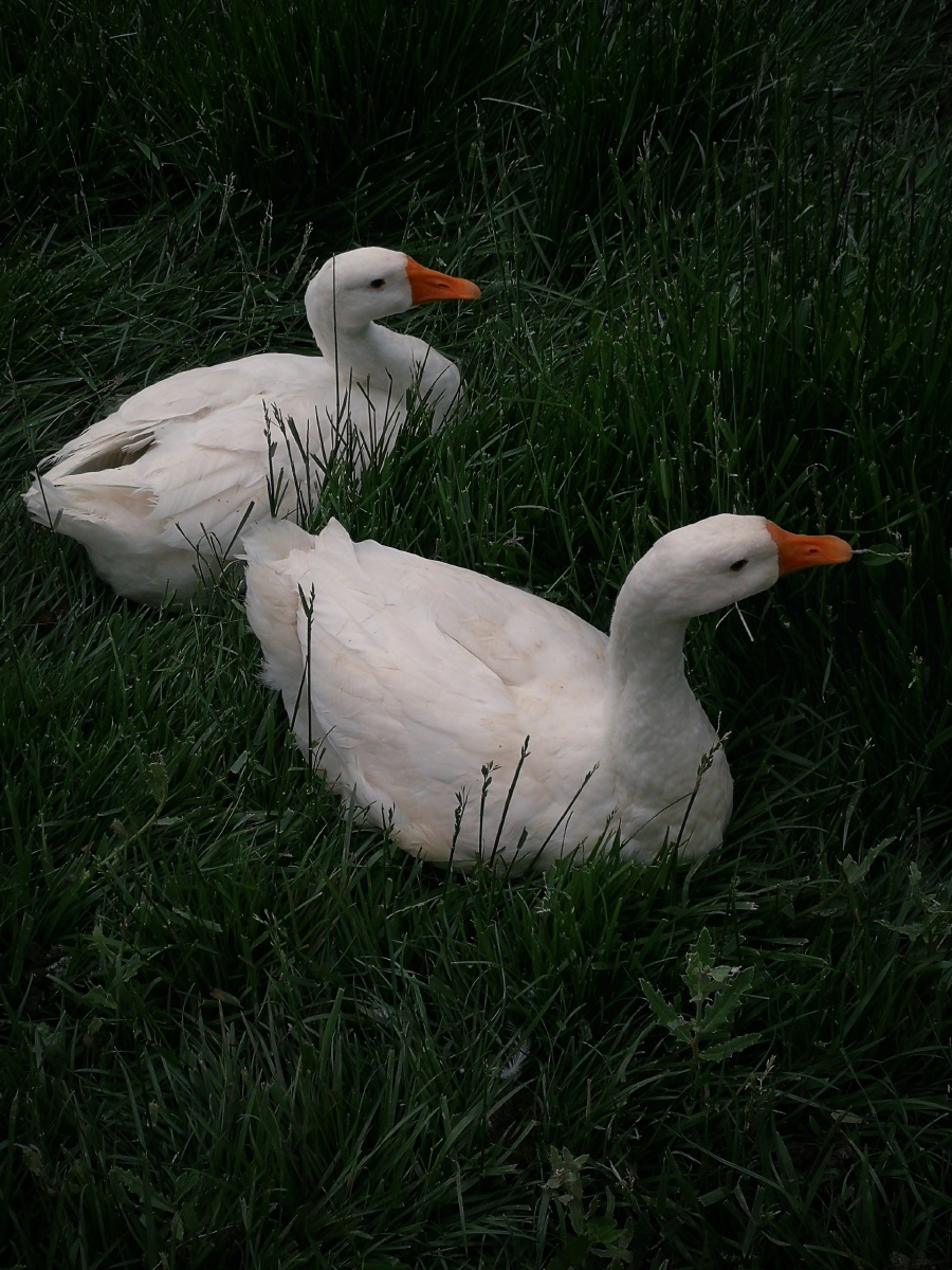 傍晚锻炼时在湖边看见一对漂亮的鸭子