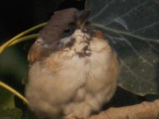 RSCN0586