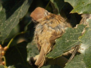 RSCN0589