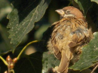 RSCN0591
