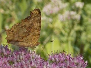 RSCN0593