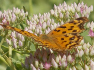 RSCN0594