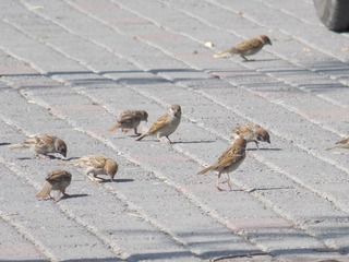 RSCN0596