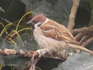 RSCN0599