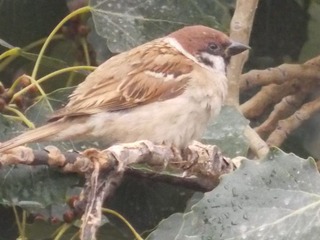 RSCN0600