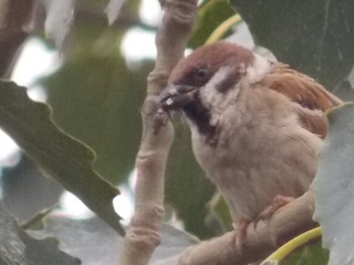 RSCN0603